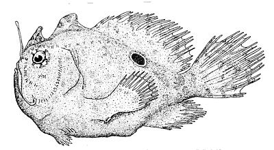 Singlespot frogfish  lineart