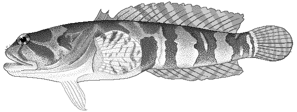 Western frogfish  Batrachomoeus occidentalis
