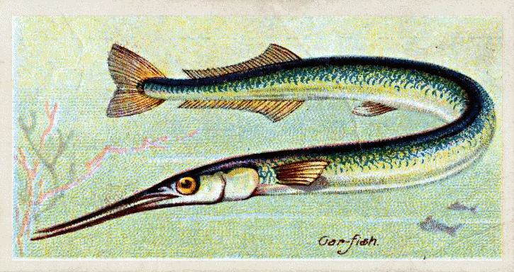 Gar-fish  Belone