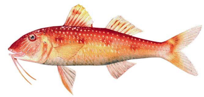 Spotted goatfish  Pseudupeneus maculatus