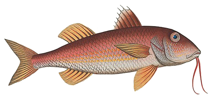 Striped Red Mullet