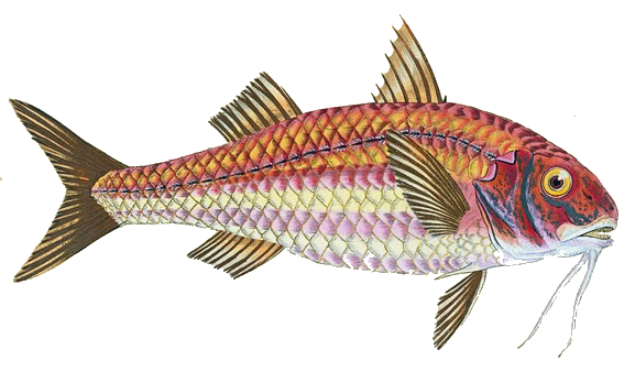 Striped Red mullet 2