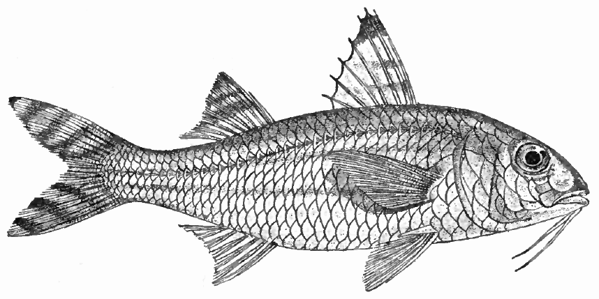 Yellowstriped goatfish  Upeneus vittatus