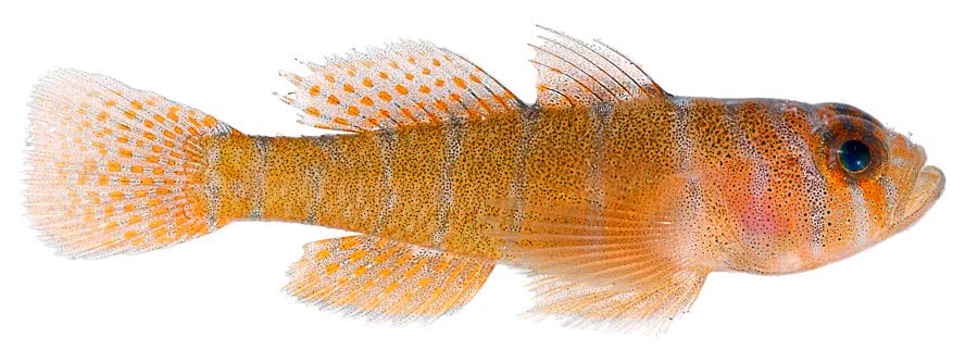 Rusty Goby  Priolepis hipoliti