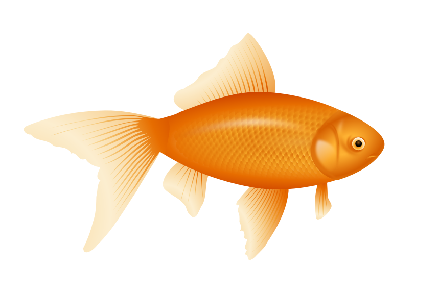 gold fish beautiful