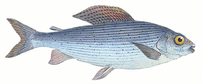 Grayling clipart