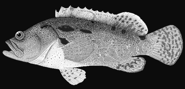 Brown-marbled grouper  Epinephelus fuscoguttatus 2 blueBG