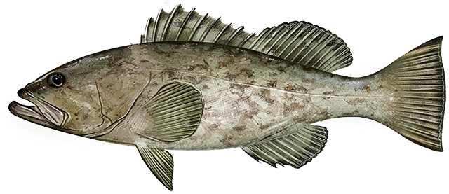 Gag grouper  Mycteroperca microlepis
