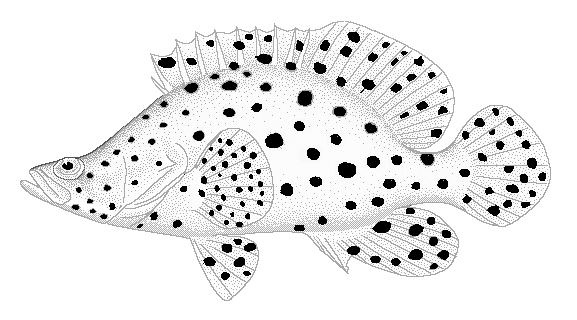 Humpback grouper  Cromileptes altivelis