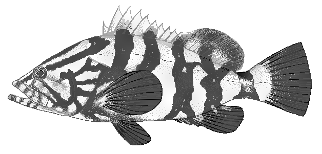 Nassau grouper  Epinephelus striatus