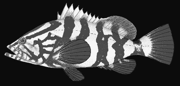 Nassau grouper  Epinephelus striatus blueBG