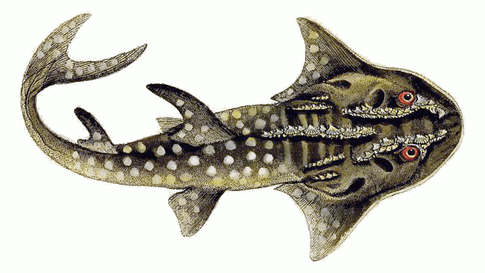 Bowmouth guitarfish  Rhina ancylostoma