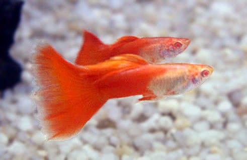 Guppy Moscow Red