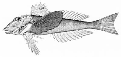 Northern searobin  Prionotus carolinus  lineart