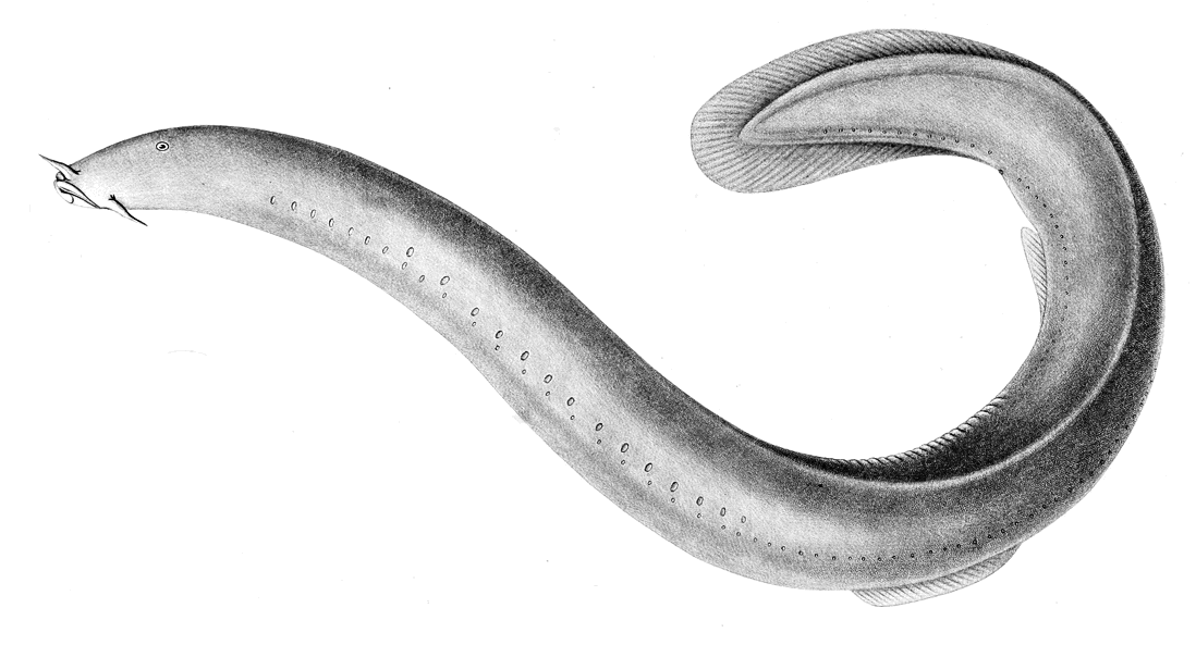 Eptatretus polytrema