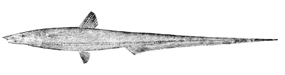 Abyssal halosaur  Halosauropsis macrochir