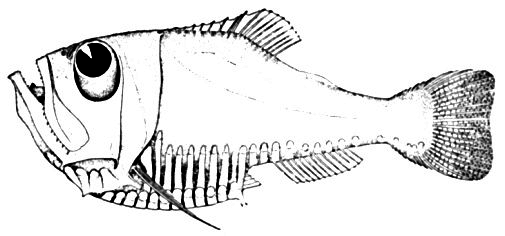 Half-naked hatchetfish  Argyropelecus hemigymnus