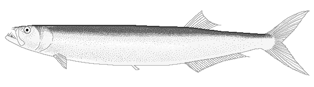 Wolf herring  Chirocentrus dorab