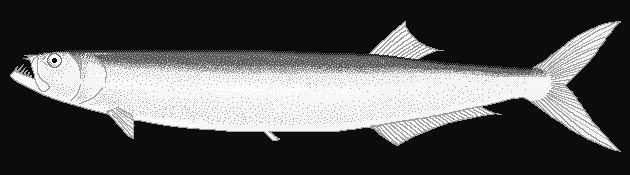 Wolf herring  Chirocentrus dorab blueBG