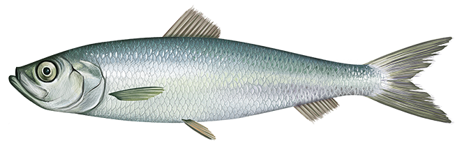 atlantic herring