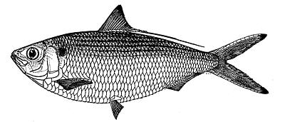 atlantic thread herring