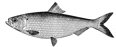 blueback herring BW