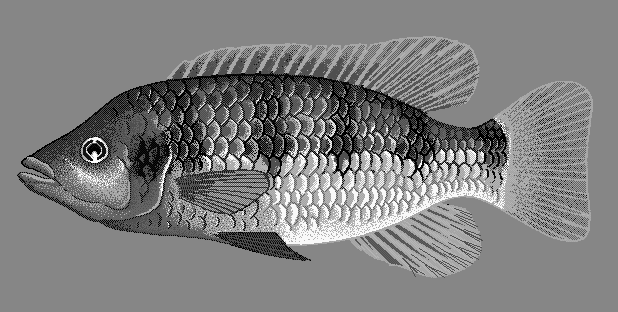 Banded Jewelfish  Hemichromis fasciatus blueBG