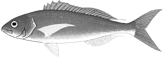 Crimson jobfish  Pristipomoides filamentosus