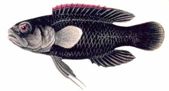 Crimsontip longfin  Plesiops coeruleolineatus