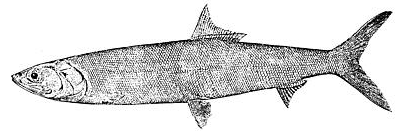 ladyfish  Elops saurus lineart
