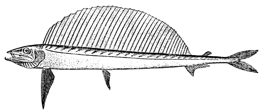 Short snouted lancetfish  Alepisaurus brevirostris