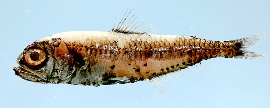 Bluntsnout lanternfish  Myctophum obtusirostre