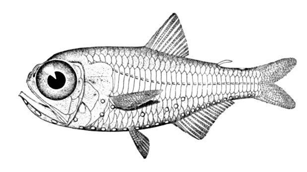 Chubby flashlightfish  Electrona risso