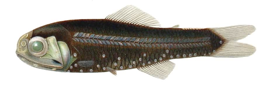 Dofleinis lantern fish  Lobianchia dofleini