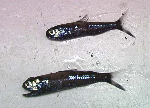 Lanternfish by NOAA