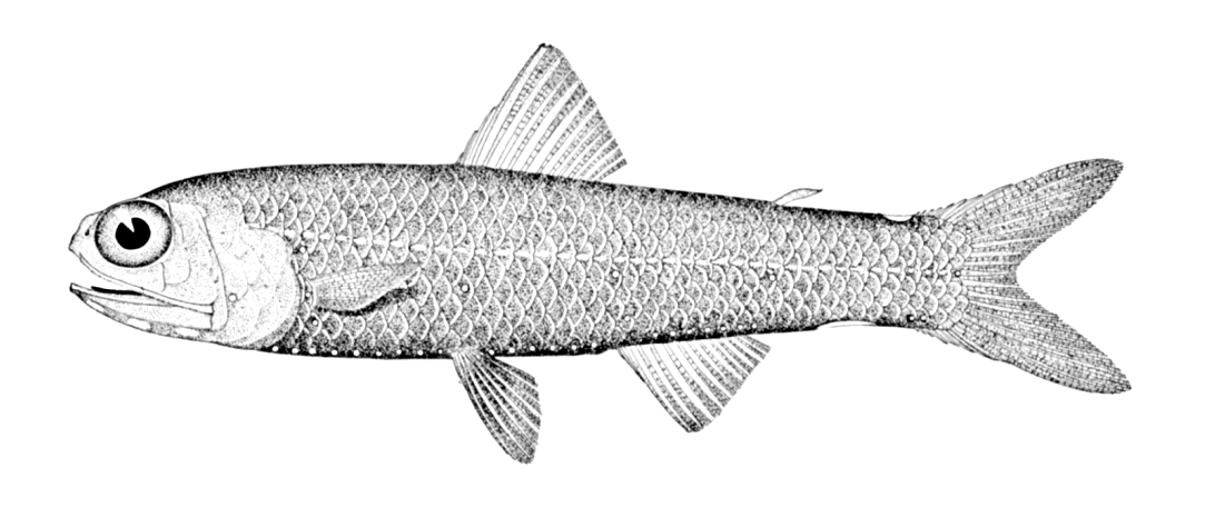Mirror lanternfish  Lampadena speculigera