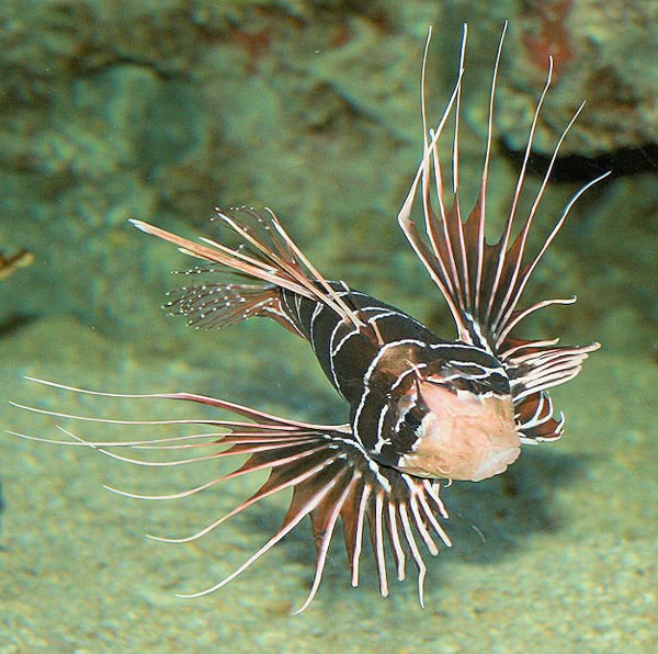 Lionfish  Pterois volitans