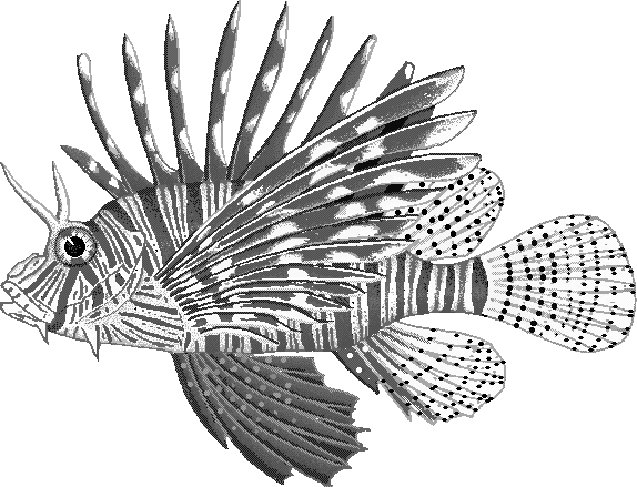Red lionfish  Pterois volitans