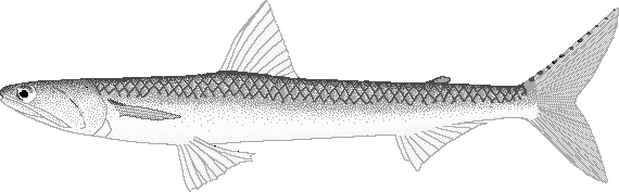 Brushtooth lizardfish  Saurida undosquamis
