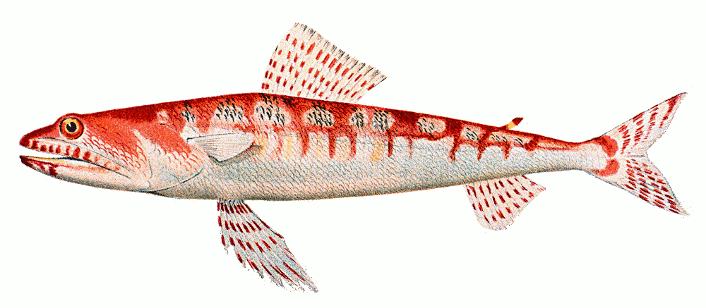 Variegated lizardfish   Synodus variegatus