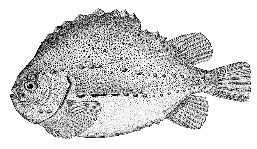 Lump fish  Cyclopterus lumpus lineart