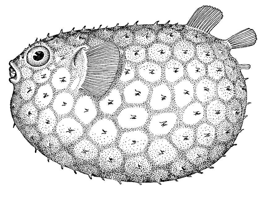 Marblefish  Lyosphaera globosa