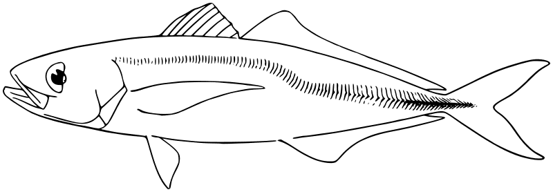 Altantic Horse mackerel BW