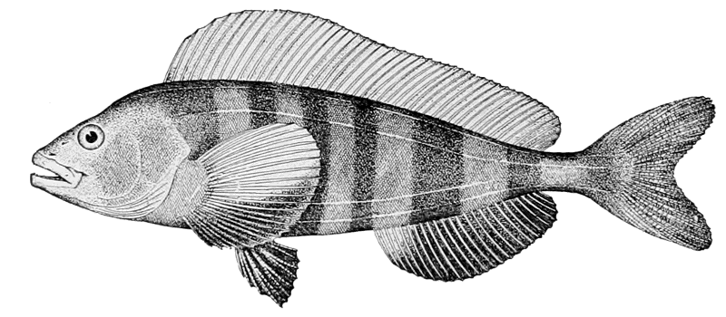 Atka Mackerel  Pleurogrammus monopterygius
