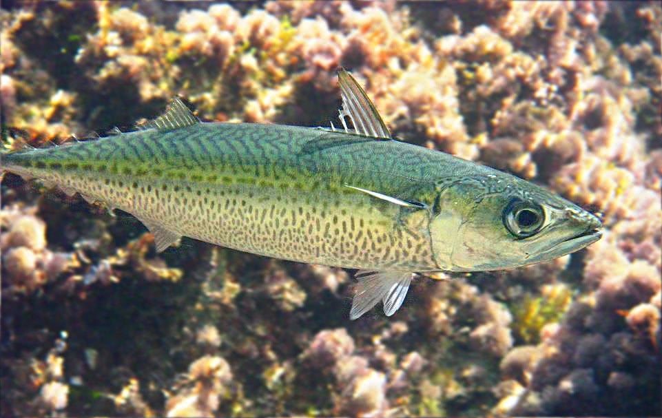 Atlantic Chub mackerel  Scomber colias