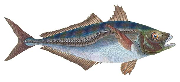 Atlantic horse mackerel  Trachurus trachurus