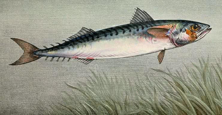 Atlantic mackerel 2