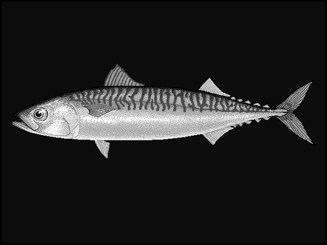 Atlantic mackerel  Scomber scombrus blueBG