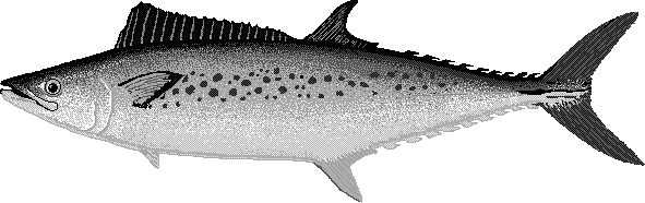Australian spotted mackerel  Scomberomorus munroi