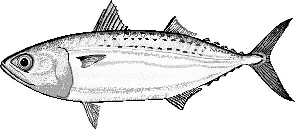 Indian mackerel  Rastrelliger kanagurta